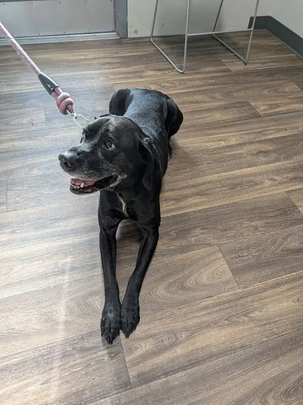 An adult large-sized female Labrador Retriever dog named Cora for adoption in San Diego, CA