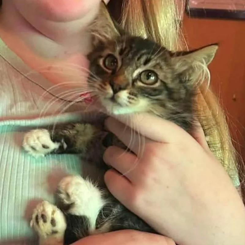 A baby small-sized female Brown / Chocolate Domestic Short Hair cat named Cactus for adoption in Veneta, OR