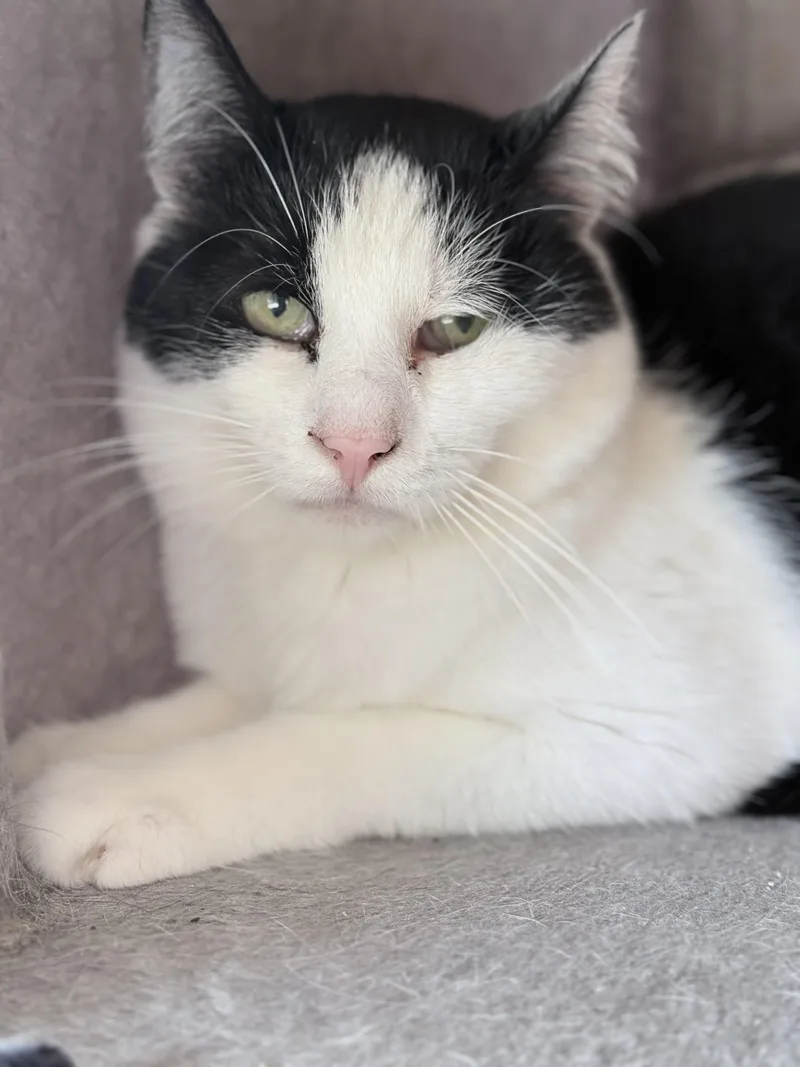 A senior medium-sized male Black & White / Tuxedo Domestic Short Hair cat named Louie for adoption in Quilcene, WA