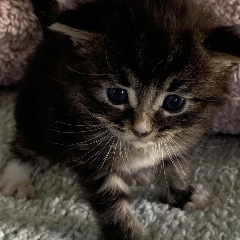 A baby small-sized female Brown / Chocolate Domestic Medium Hair cat named Katherine for adoption in Long Beach, CA