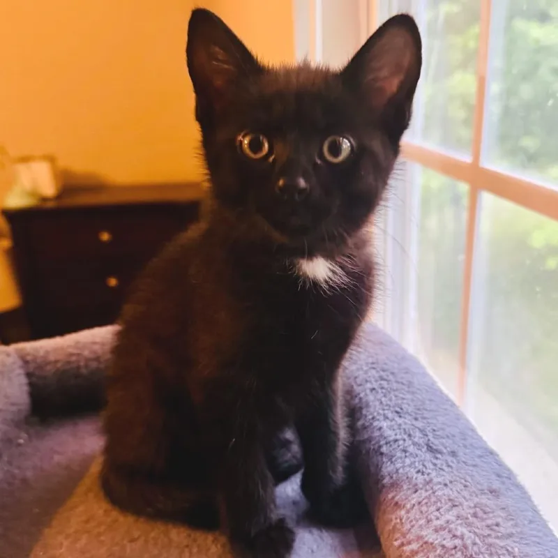 A baby medium-sized female Black & White / Tuxedo Domestic Short Hair cat named Nectar for adoption in Chattanooga, TN