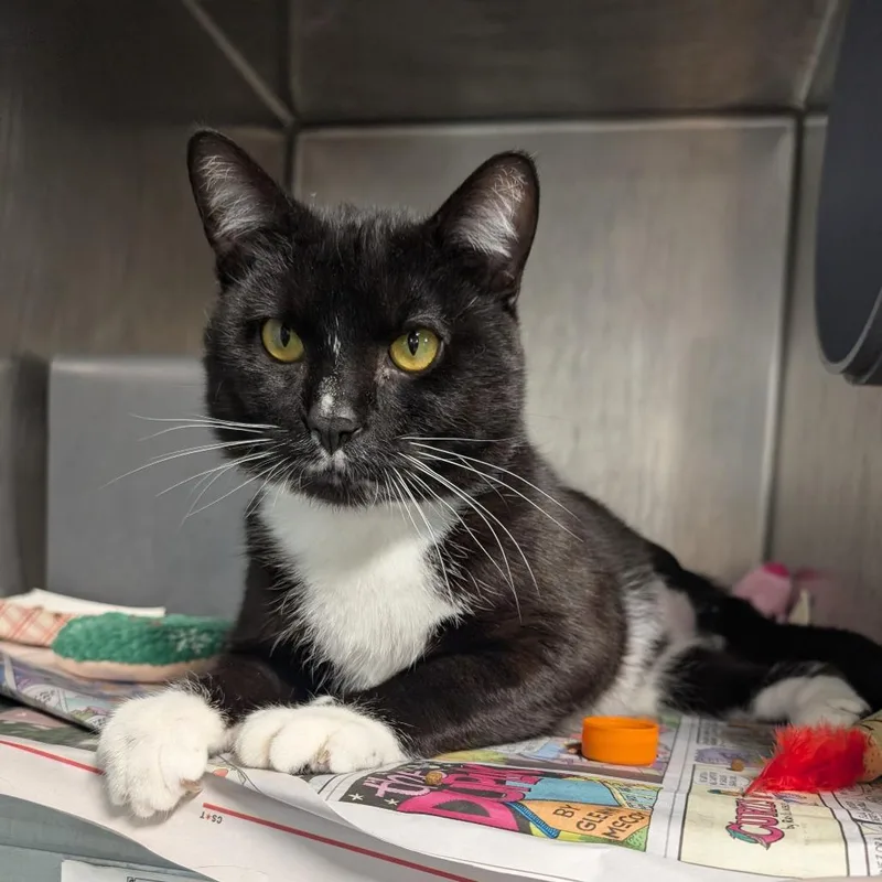 An adult medium-sized male Black Domestic Short Hair cat named Shadow for adoption in Chicago, IL