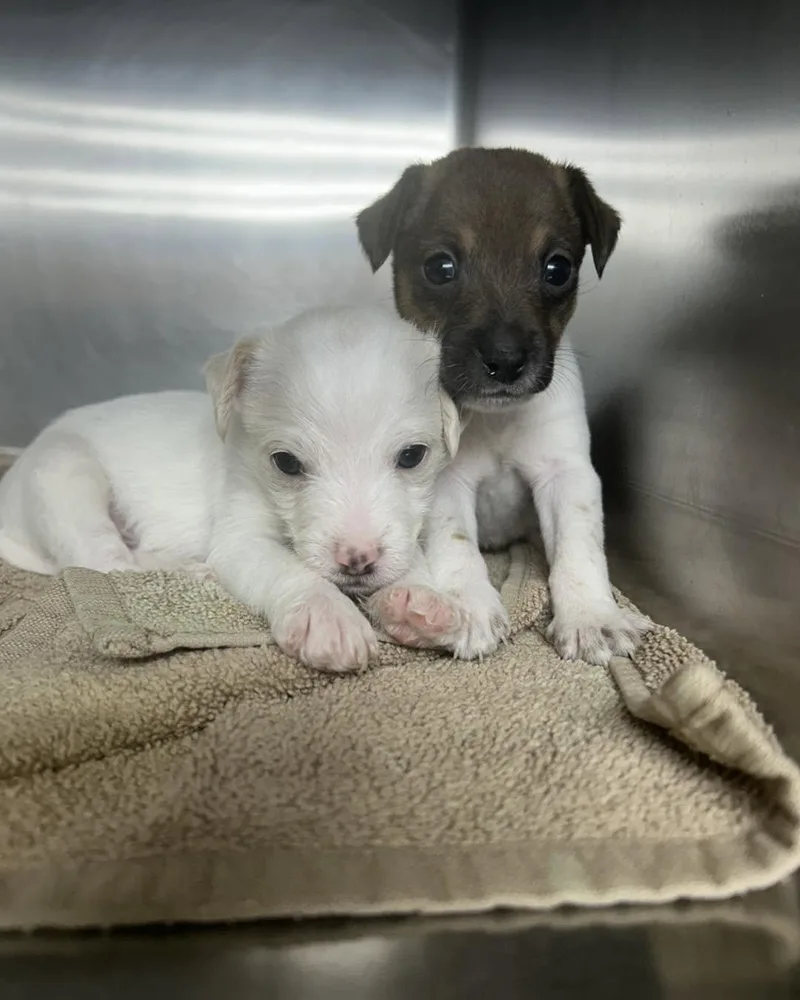 A baby small-sized male Jack Russell Terrier dog named Tamale & Taco [brothers] for adoption in Tallahassee, FL