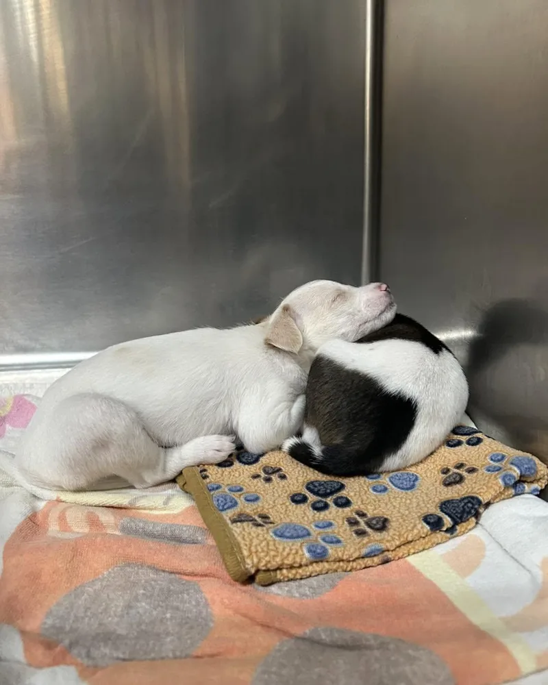 Tamale & Taco [brothers] thumbnail 2