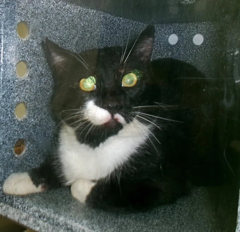 An adult medium-sized male Black Domestic Short Hair cat named LicketySplit for adoption in Plover, WI