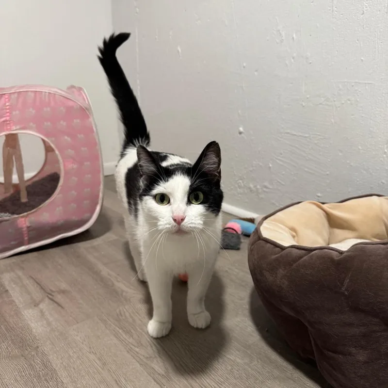An adult medium-sized female White Domestic Short Hair cat named Itaska for adoption in St. Louis, MO