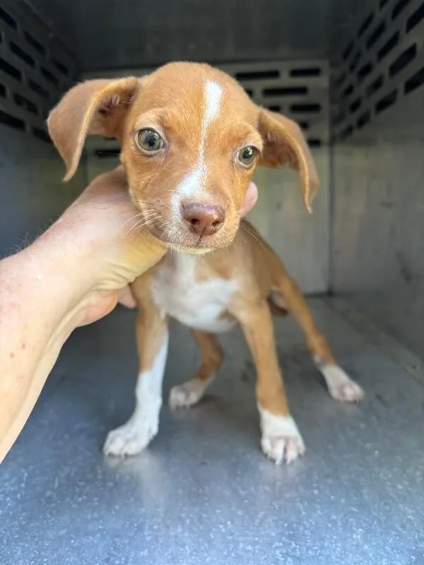 A young medium-sized female Yellow / Tan / Blond / Fawn Mixed Breed dog named Lala for adoption in Mobile, AL