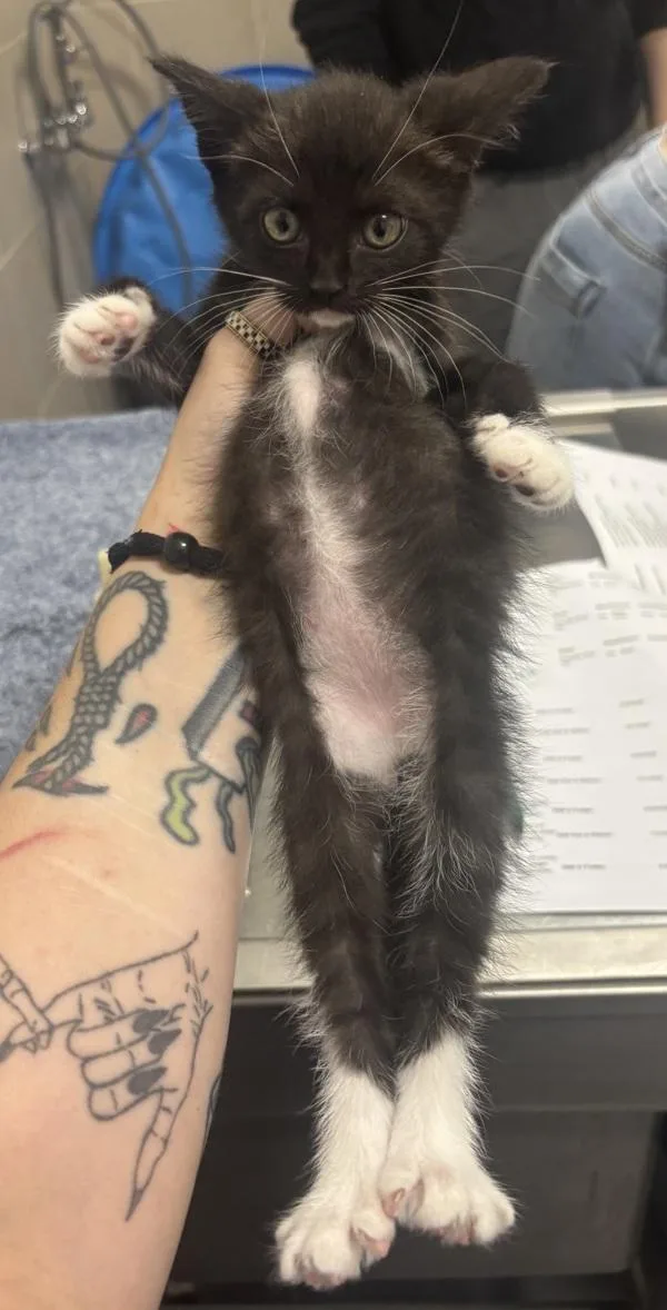 A baby small-sized female Domestic Short Hair cat named Madness for adoption in Stratham, NH