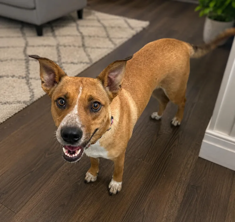 A young medium-sized female Golden Jack Russell Terrier dog named Willow for adoption in Vernon, CT
