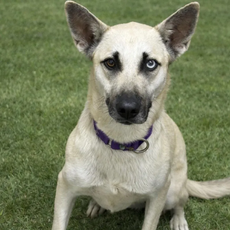 A young medium-sized female Shepherd dog named Mystique for adoption in League City, TX