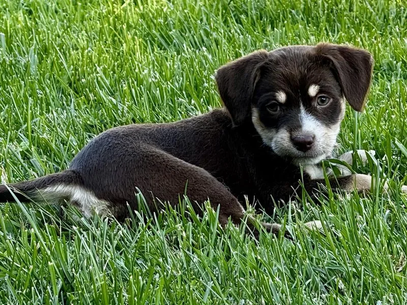 A baby small-sized female Yorkshire Terrier dog named Ava for adoption in Amherst, NY