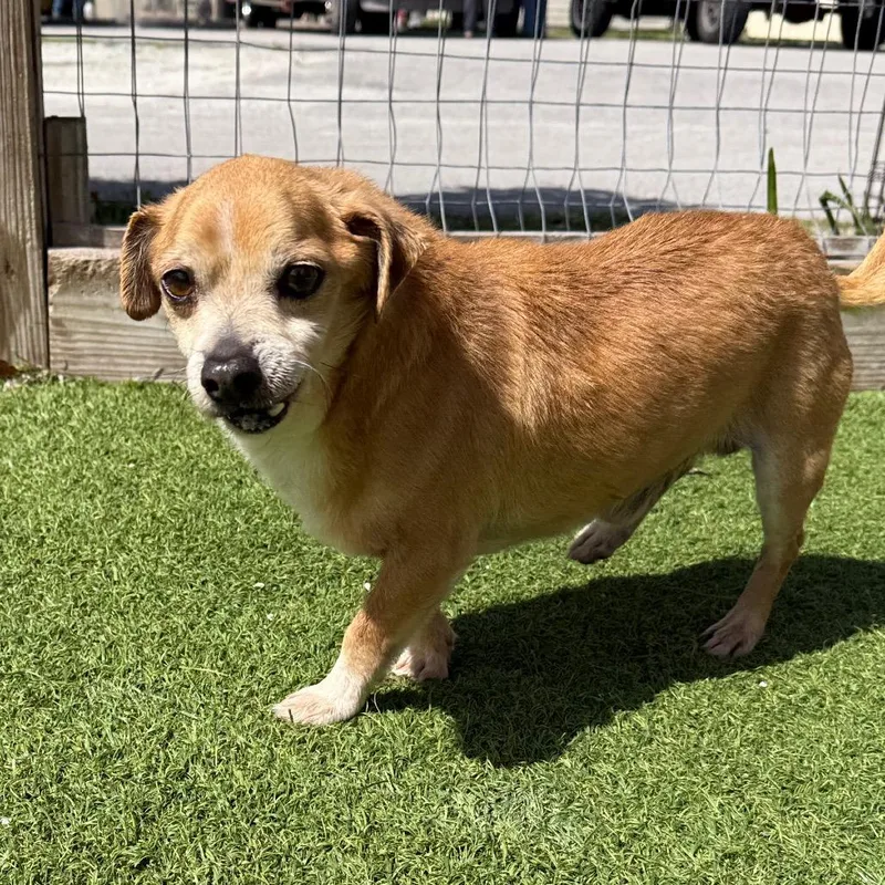 An adult small-sized male Yellow / Tan / Blond / Fawn Chihuahua dog named Banner for adoption in LOXAHATCHEE, FL