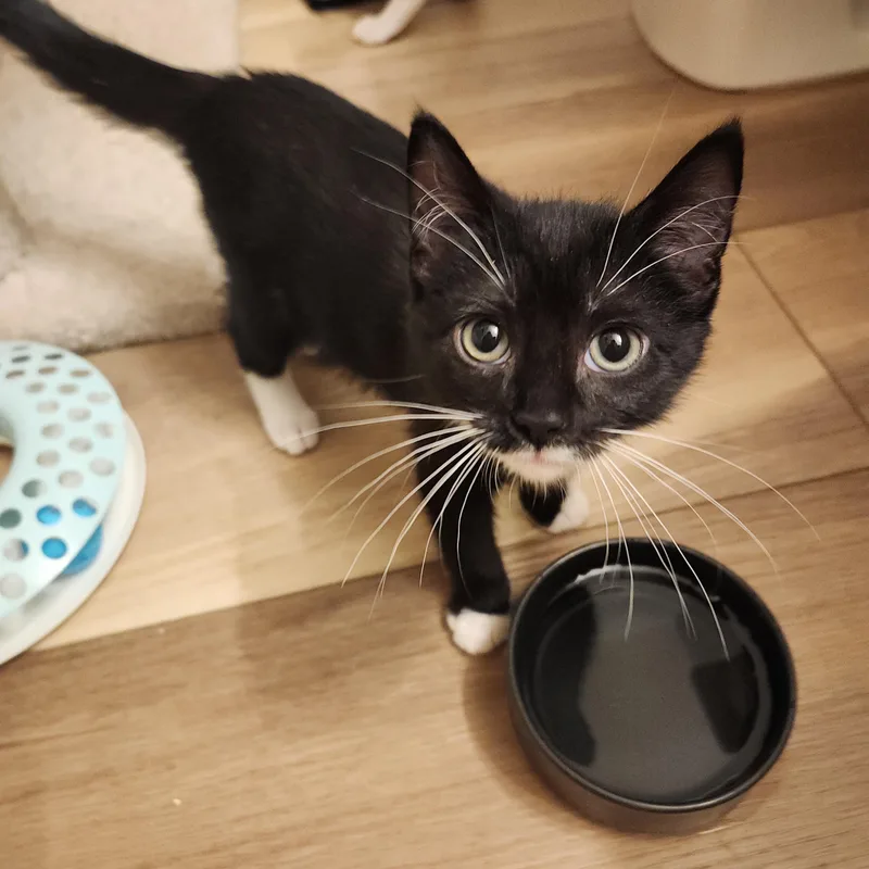 A baby large-sized male Black & White / Tuxedo Domestic Short Hair cat named Tuxnado and Speck for adoption in Seattle, WA