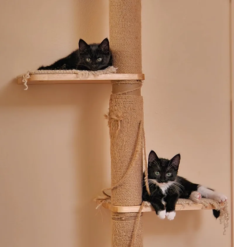 Tuxnado and Speck thumbnail 2