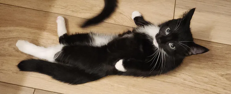 Tuxnado and Speck thumbnail 5