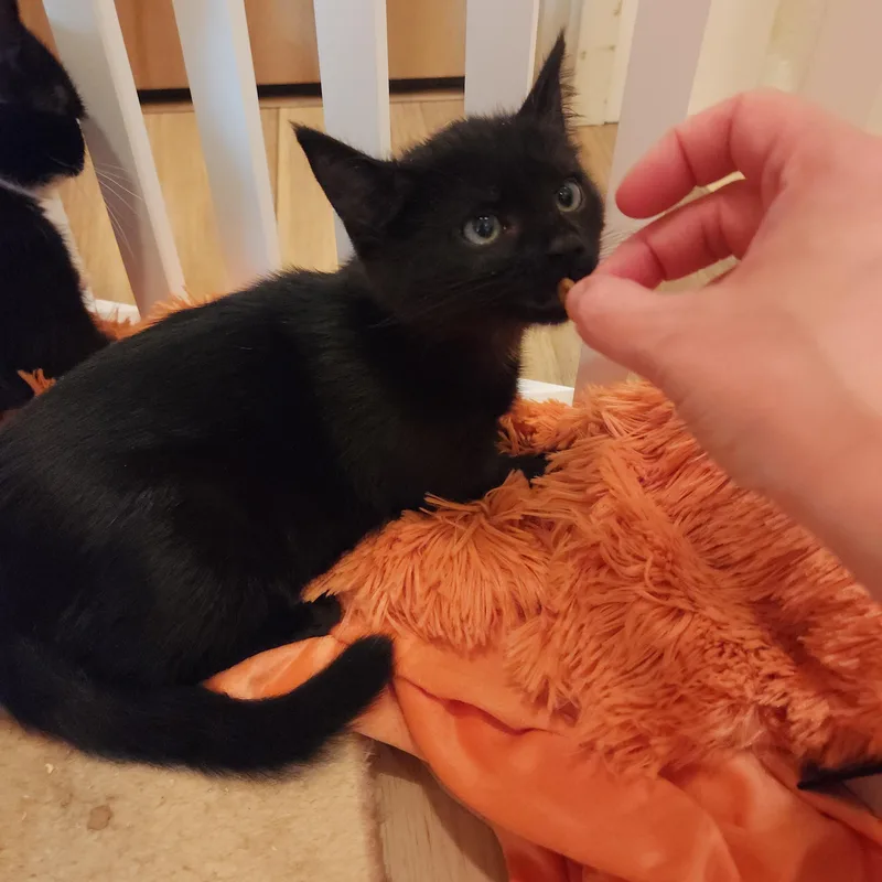 Tuxnado and Speck thumbnail 6