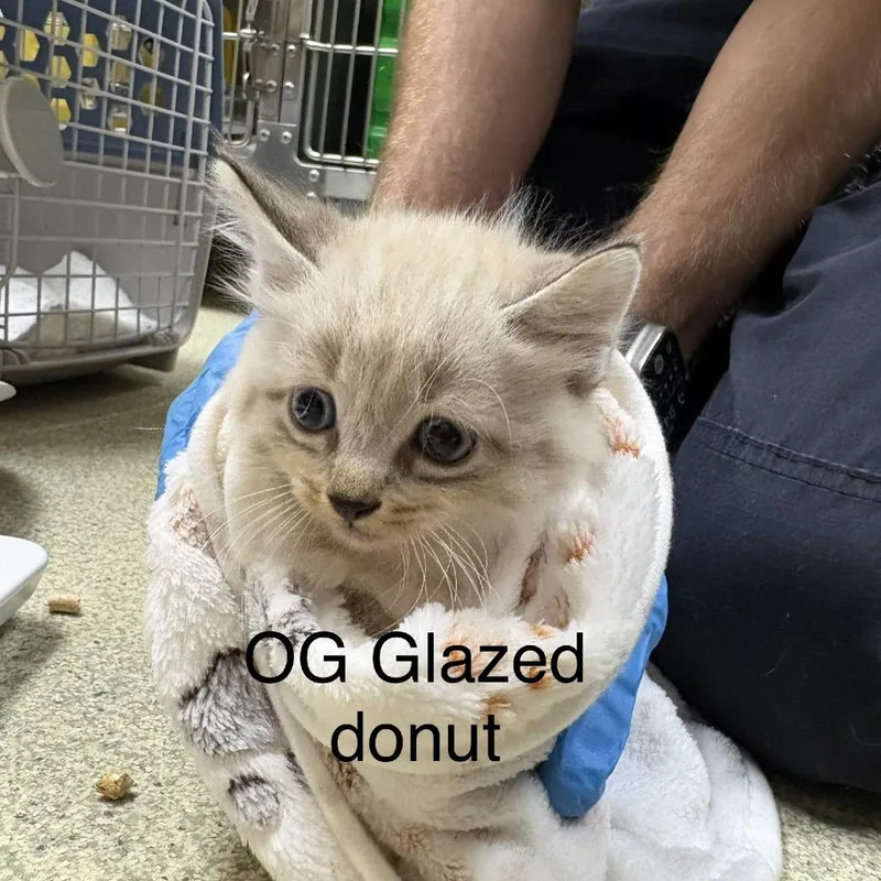 A baby small-sized male White Domestic Medium Hair cat named OG Glazed Donut for adoption in Windsor, VA