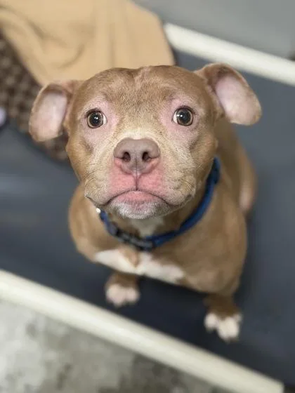 An adult medium-sized female Yellow / Tan / Blond / Fawn Pit Bull Terrier dog named Gelsey for adoption in Sacramento, CA