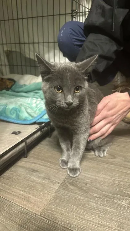 A young small-sized female Domestic Short Hair cat named Jill for adoption in Divide, CO