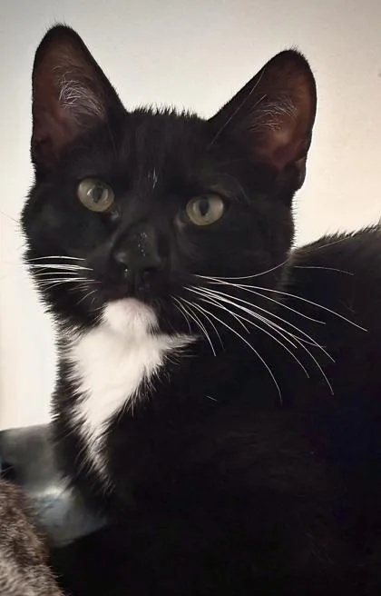 A baby small-sized male Domestic Short Hair cat named Hogan for adoption in Cumming, GA