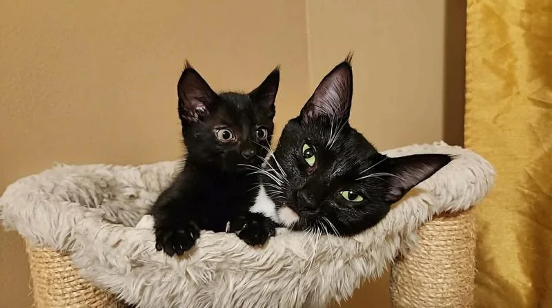 A baby small-sized female Black Domestic Medium Hair cat named Eclipse for adoption in Sunnyvale, CA