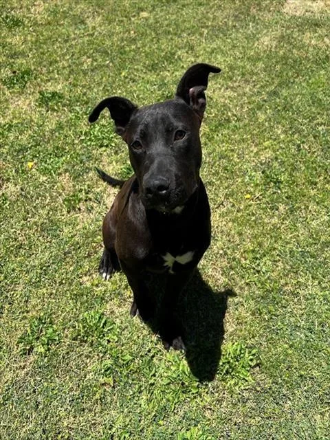 A young medium-sized male Pit Bull Terrier dog named Spyro for adoption in Thousand Palms, CA