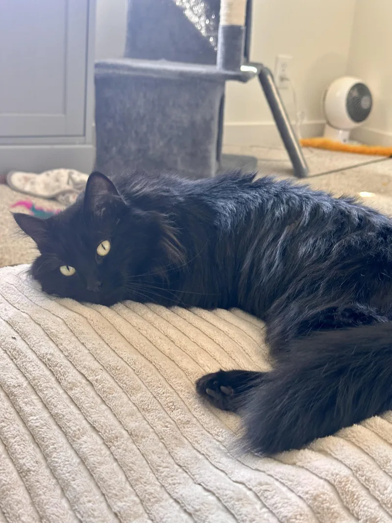 A young medium-sized female Domestic Long Hair cat named L.a. for adoption in Lakewood, CO