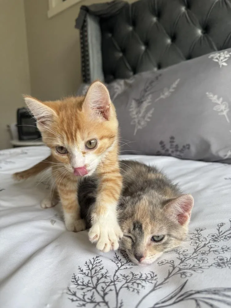 A baby medium-sized female Domestic Short Hair cat named Poppy for adoption in Lafayette, CO