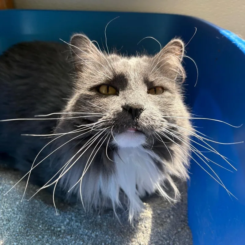 An adult small-sized female Gray / Blue / Silver Domestic Long Hair cat named Sylvia for adoption in West Des Moines, IA