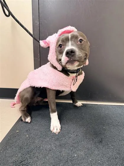 River Rose thumbnail 2