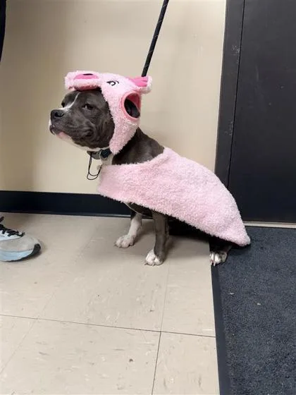 River Rose thumbnail 3