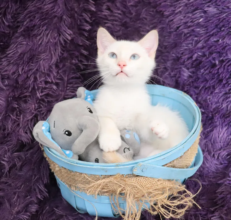 A baby medium-sized male Flame Point Siamese cat named Angel for adoption in Saint Augustine, FL