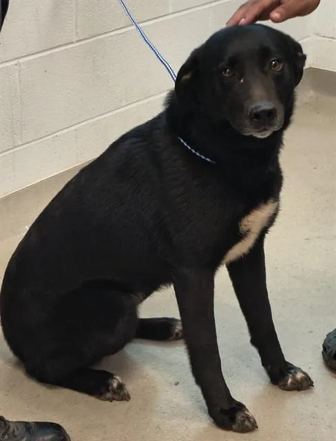 An adult large-sized female Labrador Retriever dog named Sweet Pea for adoption in Haw River, NC