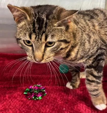 An adult small-sized male Domestic Short Hair cat named Mantis for adoption in Pendleton, OR
