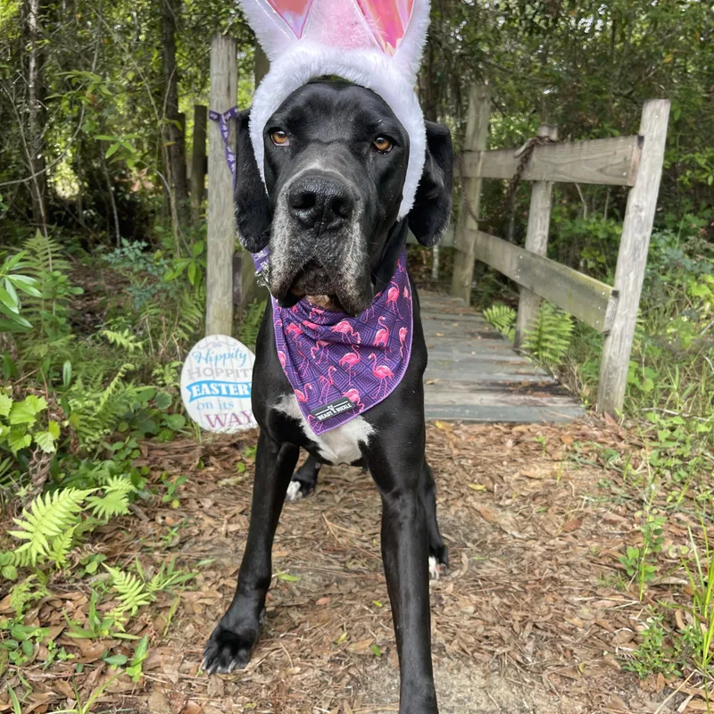 Honey Bee thumbnail 2