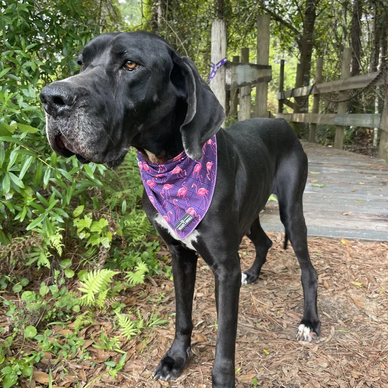 Honey Bee thumbnail 3