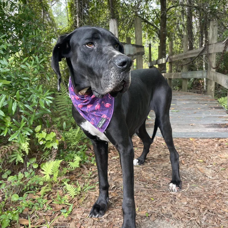 Honey Bee thumbnail 4