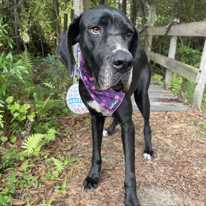 Honey Bee thumbnail 5