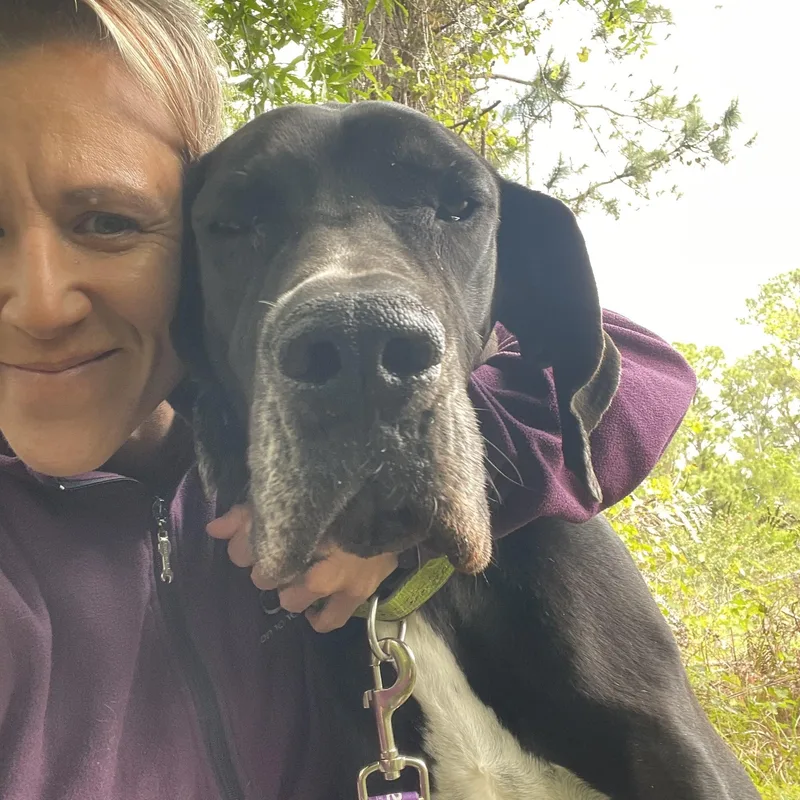 Honey Bee thumbnail 6