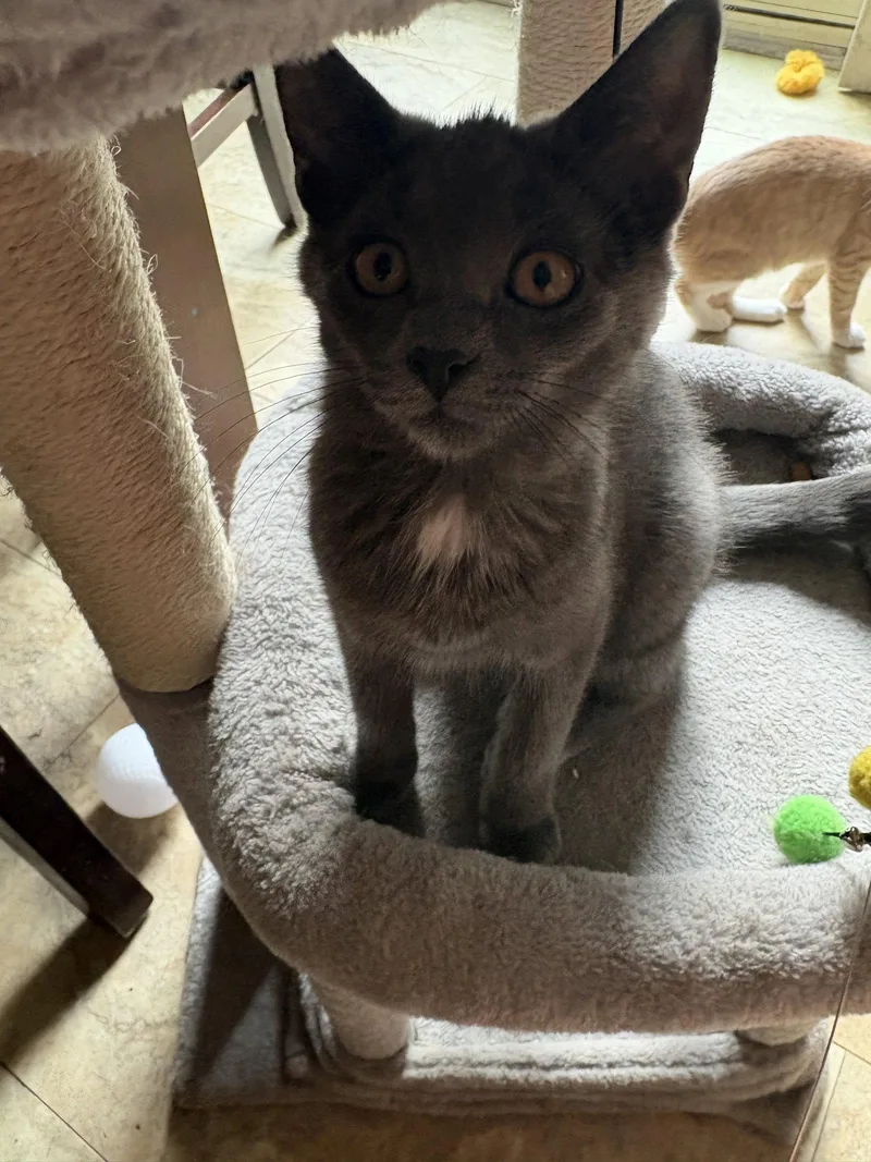 A baby medium-sized female Gray / Blue / Silver Domestic Short Hair cat named Tic Tac for adoption in Broomall, PA