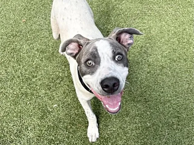 A young medium-sized male Pit Bull Terrier dog named Percy for adoption in Saint Louis, MO