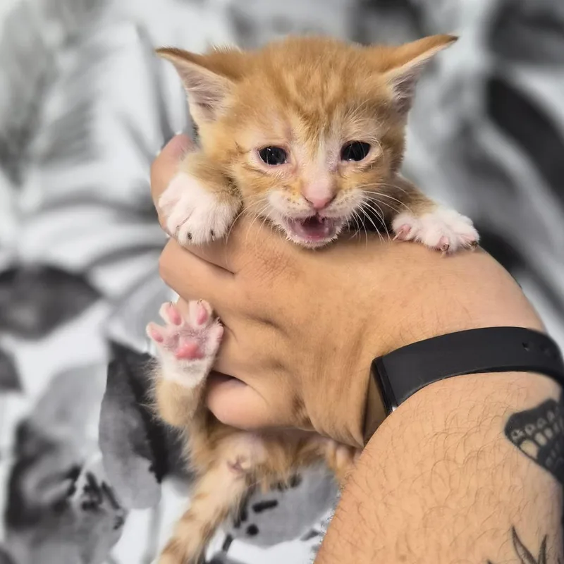 Creamsicle