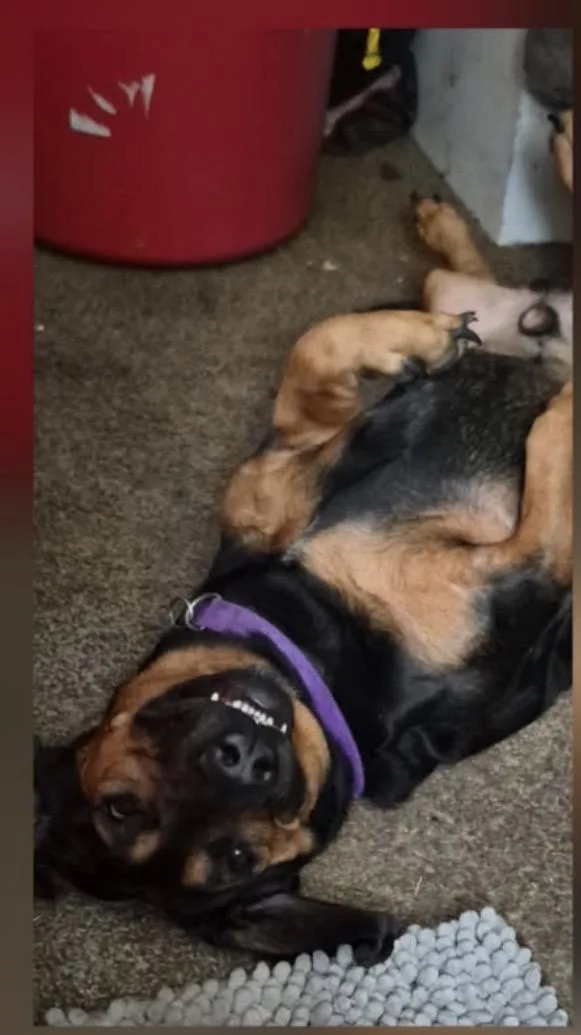 An adult medium-sized male Basset Hound dog named Bear for adoption in Paoli, IN
