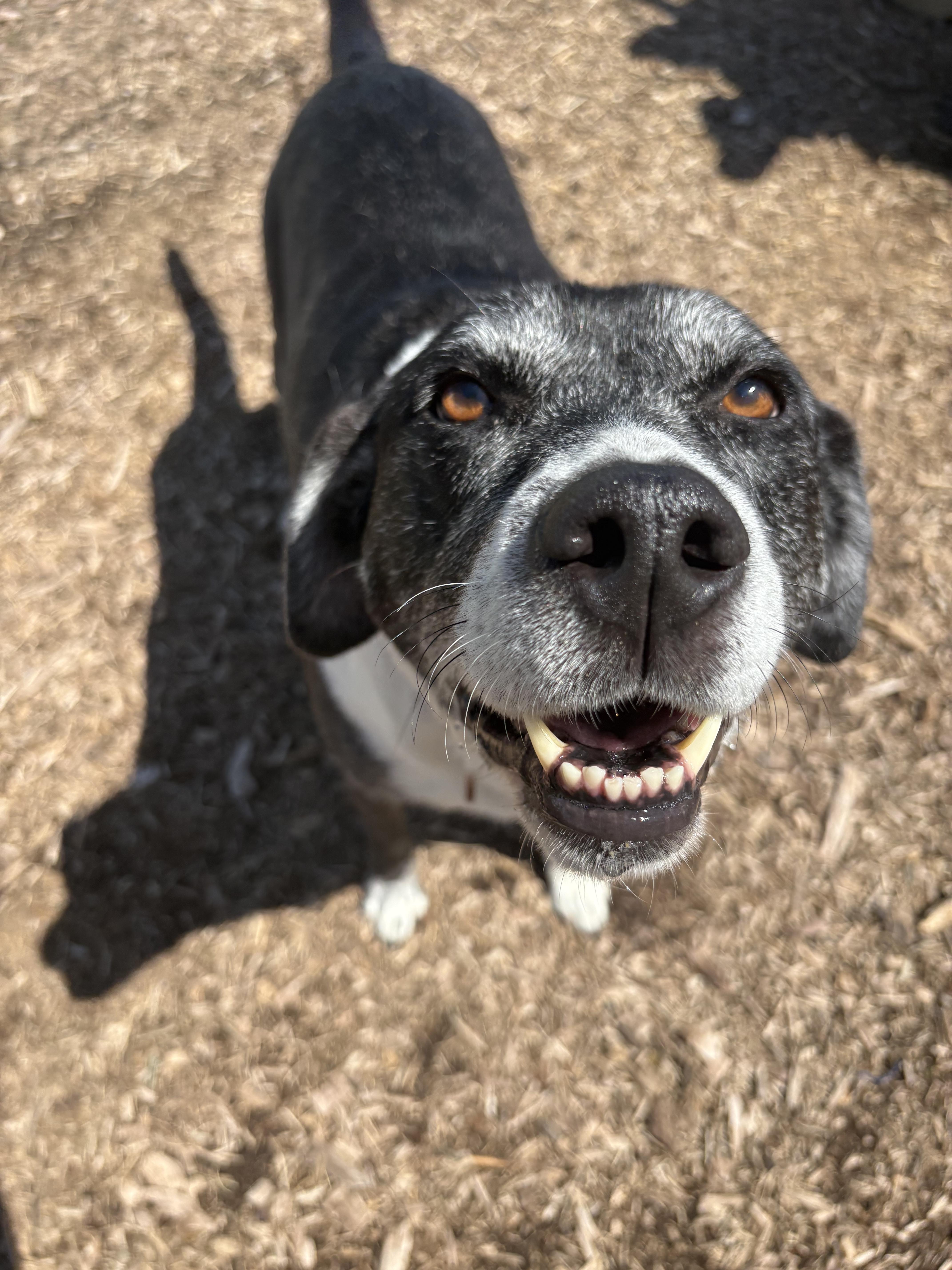 An adult large-sized female Black Labrador Retriever dog named Whisper for adoption in Dillsburg, PA