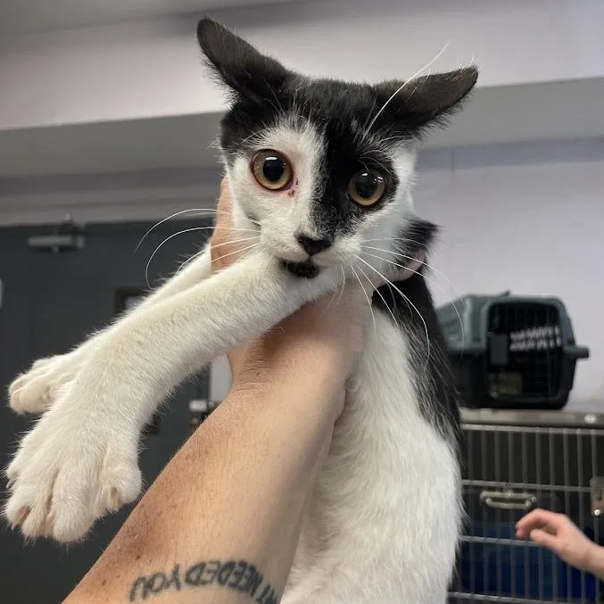 A young medium-sized female Black Domestic Short Hair cat named Queenie for adoption in Port Charlotte, FL