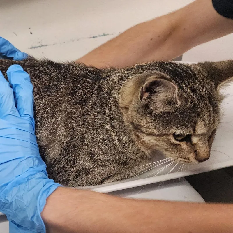 An adult medium-sized female Domestic Short Hair cat named Poppy for adoption in Charleston, WV