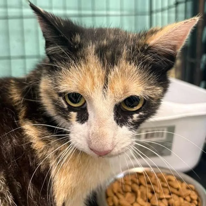 An adult medium-sized female Calico Domestic Short Hair cat named Wasabi for adoption in Gadsden, AL
