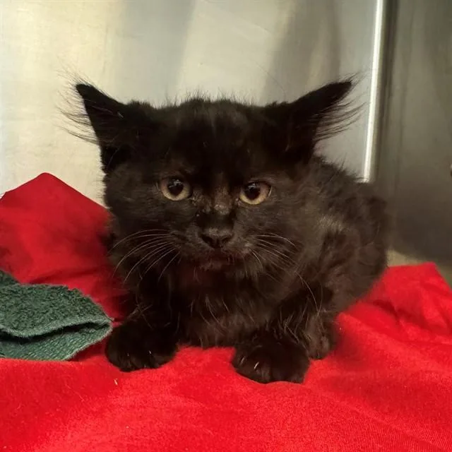 A baby small-sized female Domestic Short Hair cat named Moon for adoption in Riverside, CA