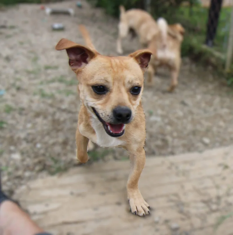 A baby small-sized male Chihuahua dog named Tito for adoption in Plain City, OH