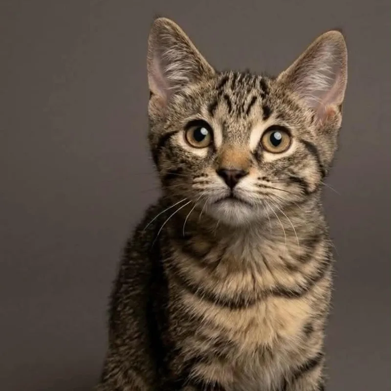 A baby medium-sized female Tabby (Brown / Chocolate) Tabby cat named Scout for adoption in Wyandotte, MI